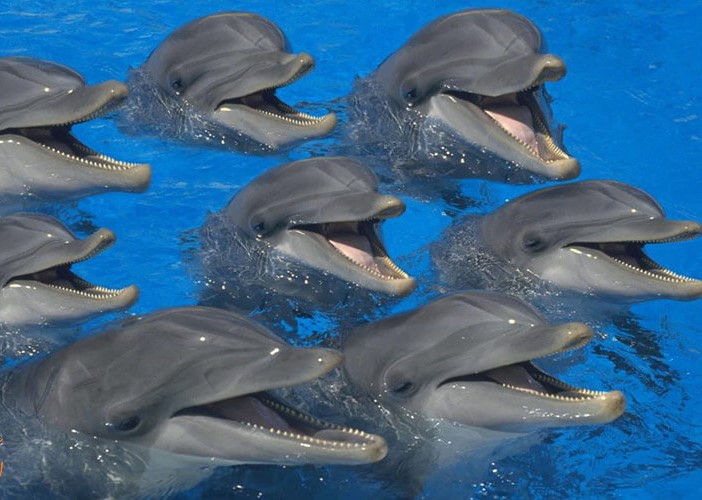 دلفین های کیش
