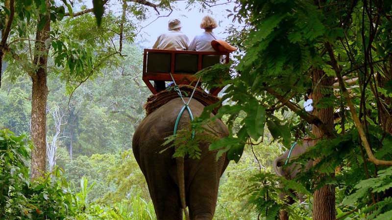 تجربه فیل سواری در تایلند